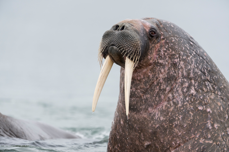 Ein Walross, eine Robbenart, die nur in den kalten arktischen Meeren vorkommt, in der Beringsee
