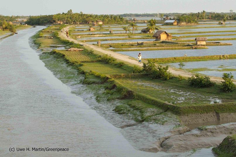 Shrimpfarmen zerteilen das Land in der Naehe von Khulna. Heute gibt es in der Region  mehr Garnelenzuchten als Felder fuerr Reis und Gemuese, welches sich durch den gestiegenen Salzgehalt des Bodens nicht mehr anbauen laesst. Der leicht steigende Meeresspiegel drueckt Salzwasser aus dem bengalischen Golf durch den Suedwesten des Delta-Landes, in den von Fluessen und Kanaelen durchzogenen Mangrovenwald der Sundarbans. Dort kriecht das Salz aus dem Meer langsam ins Grundwasser, vergiftet Trinkwasser und Felder. Den Gewinn aus den Garneelen streichen wenige ein. Auf einer Flaeche wo frueher 200 Hilfsarbeiter beschaeftigt wurden, um Reis zu ernten bieten die Garneelenarmen nur noch drei Menschen Arbeit.
Shrimp farm near Khulna. Due to the salination of the ground vegetabls and rice can not longer be planted. Unlike rice farming shrimp farms provide work for only few people. Others are foreced to illegal cut wood in the mangrove forests. *** Local Caption ***