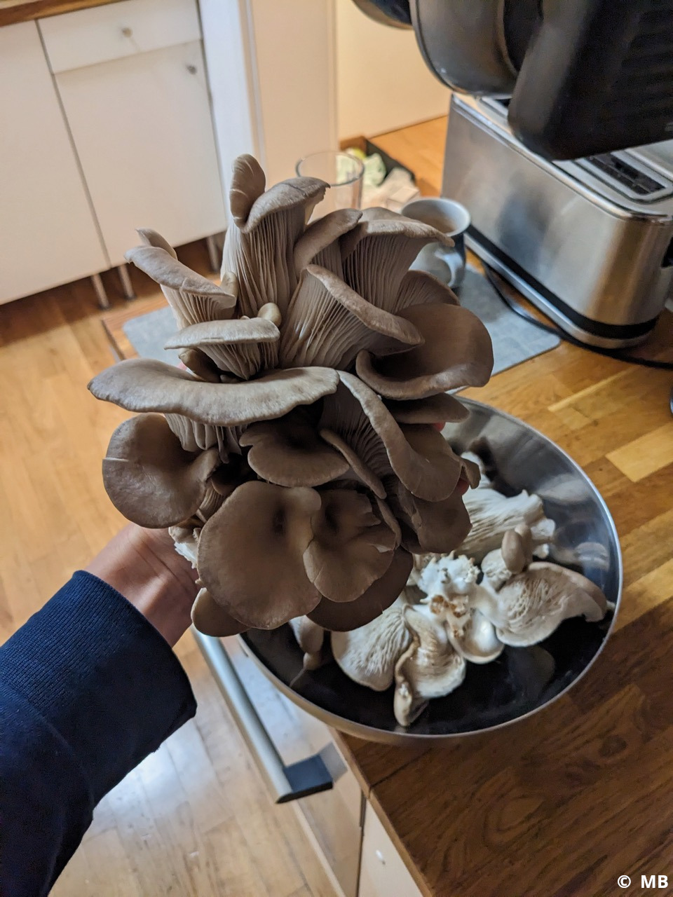 Wir tauchen in die Welt der Fermentation und Pilze ein