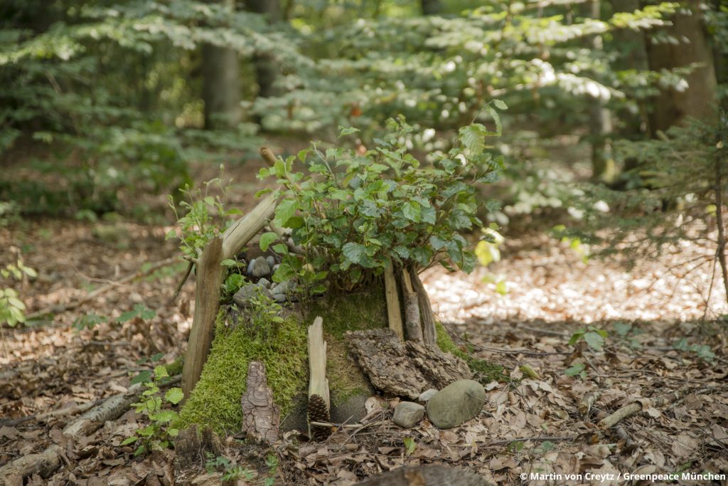 Hoffnung im Biodiversitätswald Maria Eich: Stammaustrieb einer Buche, die schon vor geraumer Zeit gefällt wurde.