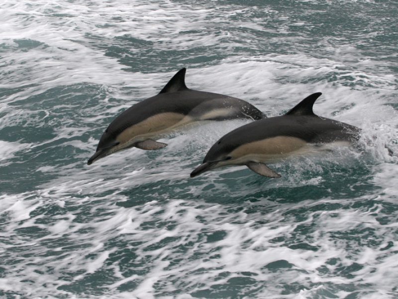 Delfine im Ärmelkanal – sie werden in grosser Zahl Opfer als Beifang von Pair-Trawlern