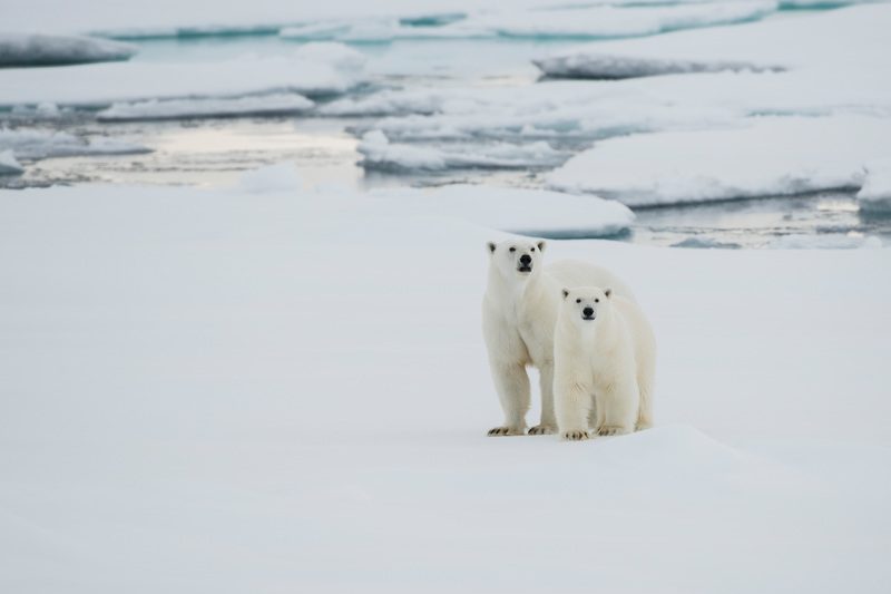 A polar bear and her cub. Greenpeace is in the Arctic to document the lowest sea ice level on record.