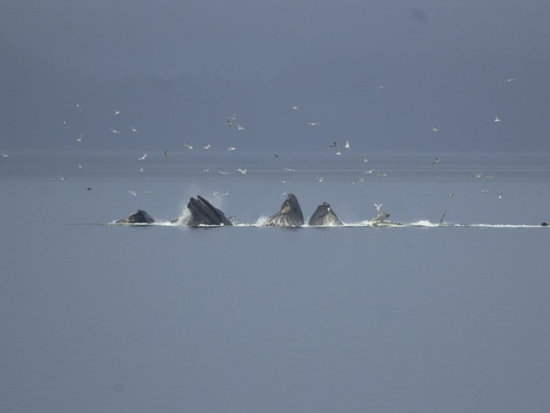 Buckelwale bei der Krilljagd