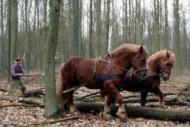 Einsatz von Rücke-Pferden in der ökologischen Waldwirtschaft