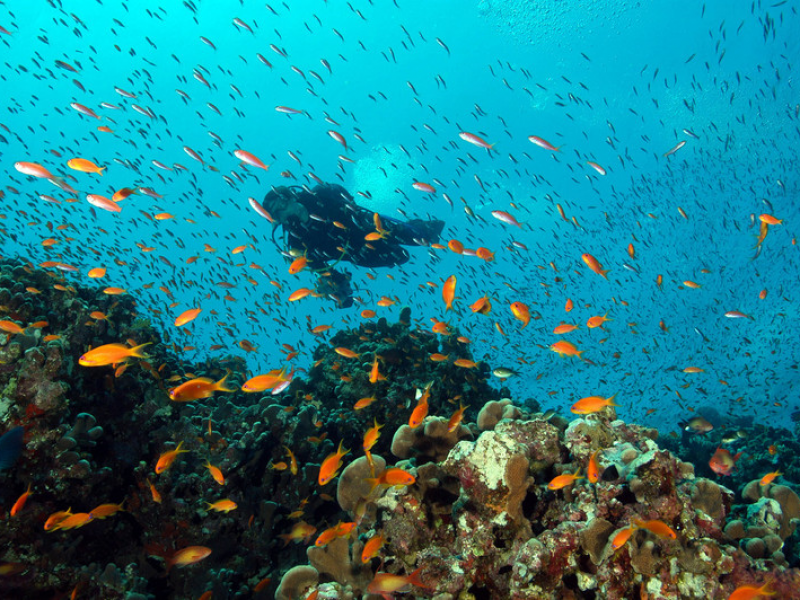 Samadai Reef im Roten Meer /Ägypten