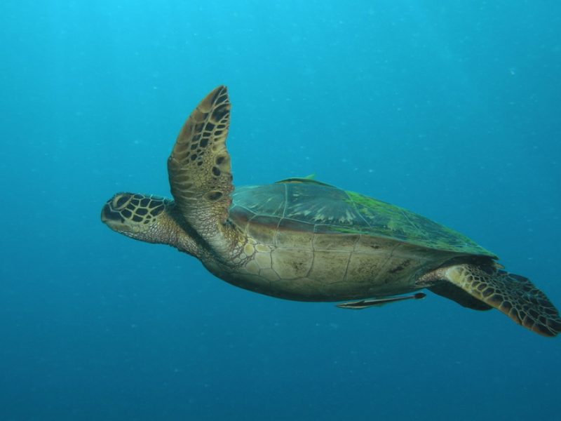 Meeresschildkröte vor Dauin/Philippinen