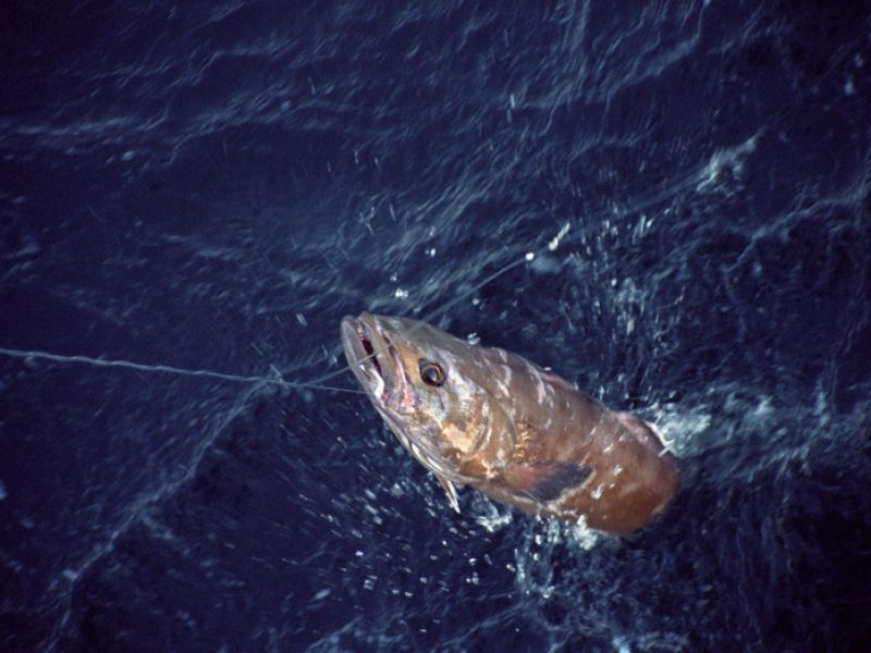 Lebendiger Patagonischer Zahnfisch (Schwarzer Seehecht), der sich an an einer treibenden Langleine verfangen hat